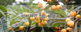 枇杷种子怎么种盆栽,第1图