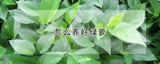 怎么养好绿萝,第1图