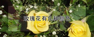 玫瑰花有几种颜色,第1图