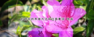 杜鹃花的养殖方法和注意事项 地栽,第1图