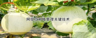 网纹瓜种植管理关键技术,第1图