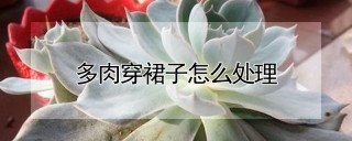 多肉穿裙子怎么处理,第1图