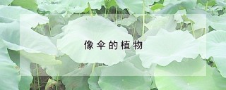 像伞的植物,第1图