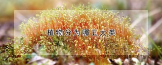 植物分为哪五大类,第1图