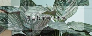 哪些竹芋可以水培,第1图