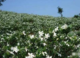 茉莉花的功效与作用，茉莉花八大功效与作用,第6图