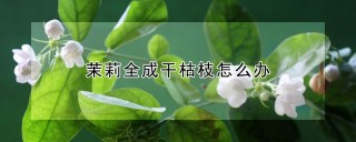 茉莉全成干枯枝怎么办,第1图