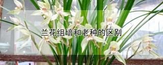 兰花组培和老种的区别,第1图