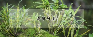 石斛种类,第1图