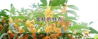 金桂的特点,第1图