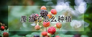 覆盆子怎么种植,第1图