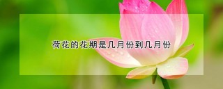 荷花的花期是几月份到几月份,第1图