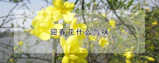 迎春花什么气味,第1图