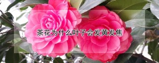 茶花为什么叶子会发黄发焦,第1图