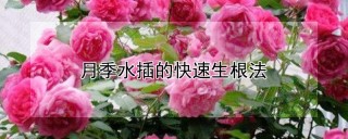 月季水插的快速生根法,第1图