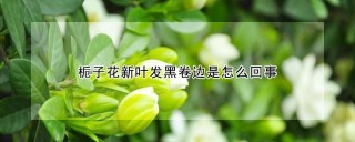 栀子花新叶发黑卷边是怎么回事,第1图