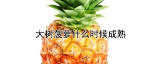 大树菠萝什么时候成熟,第1图