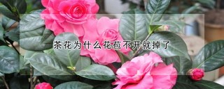 茶花为什么花苞不开就掉了,第1图