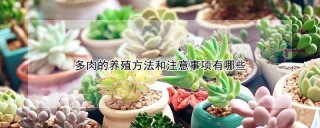 多肉的养殖方法和注意事项有哪些,第1图