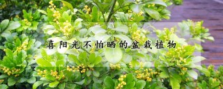 喜阳光不怕晒的盆栽植物,第1图