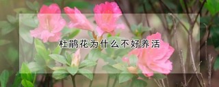 杜鹃花为什么不好养活,第1图