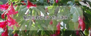 蟹爪兰有花苞了怎么浇水,第1图