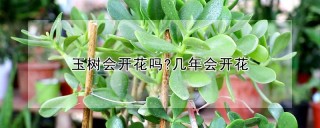 玉树会开花吗?几年会开花,第1图