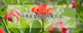 月季花盆栽的养殖方法,第1图