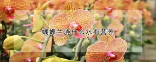 蝴蝶兰浇什么水有营养,第1图