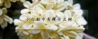 小白船中有棵什么树,第1图