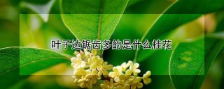 叶子边锯齿多的是什么桂花,第1图