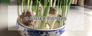 水仙花球茎不切可以吗,第1图