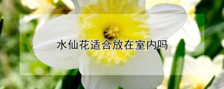 水仙花适合放在室内吗,第1图