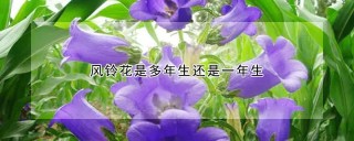 风铃花是多年生还是一年生,第1图