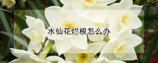 水仙花烂根怎么办,第1图