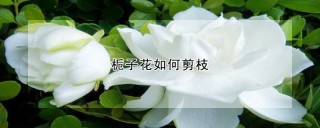 栀子花如何剪枝,第1图