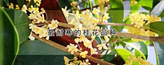 最耐寒的桂花品种,第1图