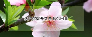 秋天桃树开花是怎么回事,第1图