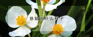 慈姑长什么样子,第1图