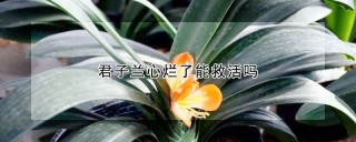 君子兰心烂了能救活吗,第1图