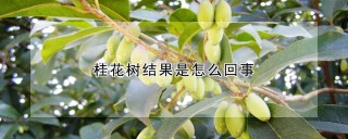 桂花树结果是怎么回事,第1图