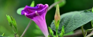 牵牛花怕雨水吗,第1图