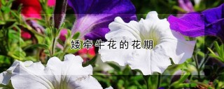 矮牵牛花的花期,第1图