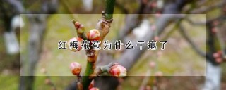 红梅花苞为什么干瘪了,第1图