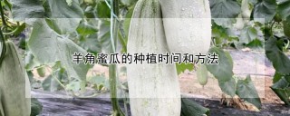 羊角蜜瓜的种植时间和方法,第1图