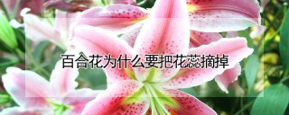 百合花为什么要把花蕊摘掉,第1图