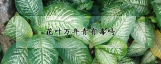 花叶万年青有毒吗,第1图