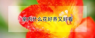 室内什么花好养又好看,第1图