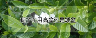 栀子花用高盆还是矮盆,第1图