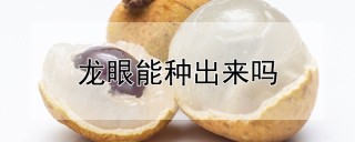 龙眼能种出来吗,第1图